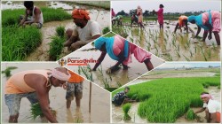 मधेशमा २६ प्रतिशत धान रोपाई सम्पन्न