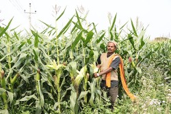 मकैमा दाना नलागेपछि सर्लाहीका किसान चिन्तित