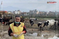 अमेरिका छोडेर नेपालमा बेसहारा गाईबाच्छाको उद्धारमा जुटे-‘पुडासैनी’