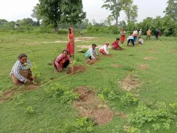 पर्सा  राष्ट्रिय वनको २७ हेक्टर जग्गामा ४३ हजार बिरुवा रोपदै