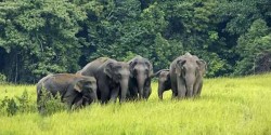 पर्साको जंगल छेउका वस्ती जंगली जनावरको आतंकले त्रास