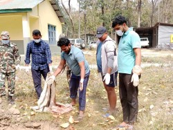 घाईते अवस्थामा उद्दार गरिएको बाघको मृत्यु