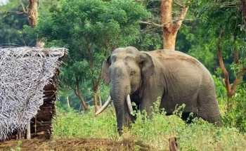 कोल्हवीमा जङ्गली हात्तीको आतङ्क, साँझ परेपछि स्थानीयवासी भयभीत