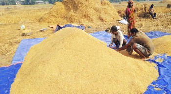 मधेशका स्थानीय तहले सरकारी खरिदमा चासो नदेखाउँदा किसान निजी व्यापारीलाई धान र गहुँ बेच्न बाध्य