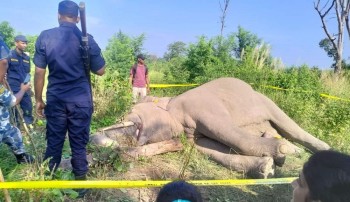 कोल्हवीमा वस्यक जंगली हात्ती मृत फेला