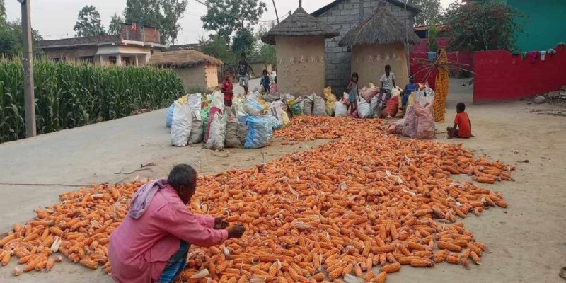 मकैमा दाना नलागेपछि बाराका किसानहरू निराश :  भन्छन् - 'खर्च उठाउनै भयो मुस्किल'